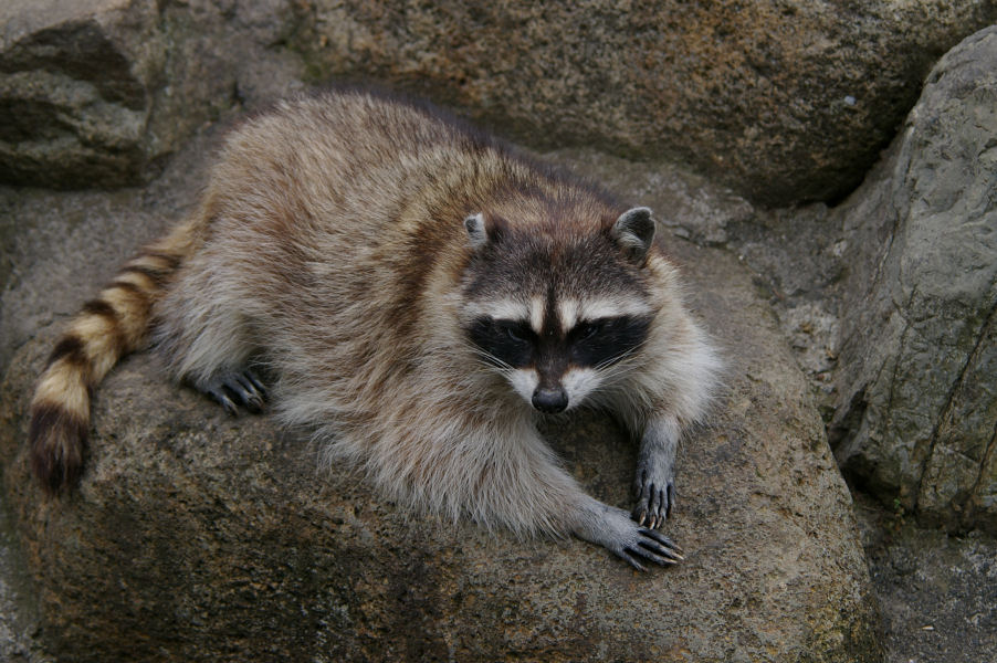 アライグマやヌートリアの被害でお困りの方へ捕獲檻を貸し出しています 久御山町ホームページ