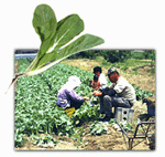 軟弱野菜の生産