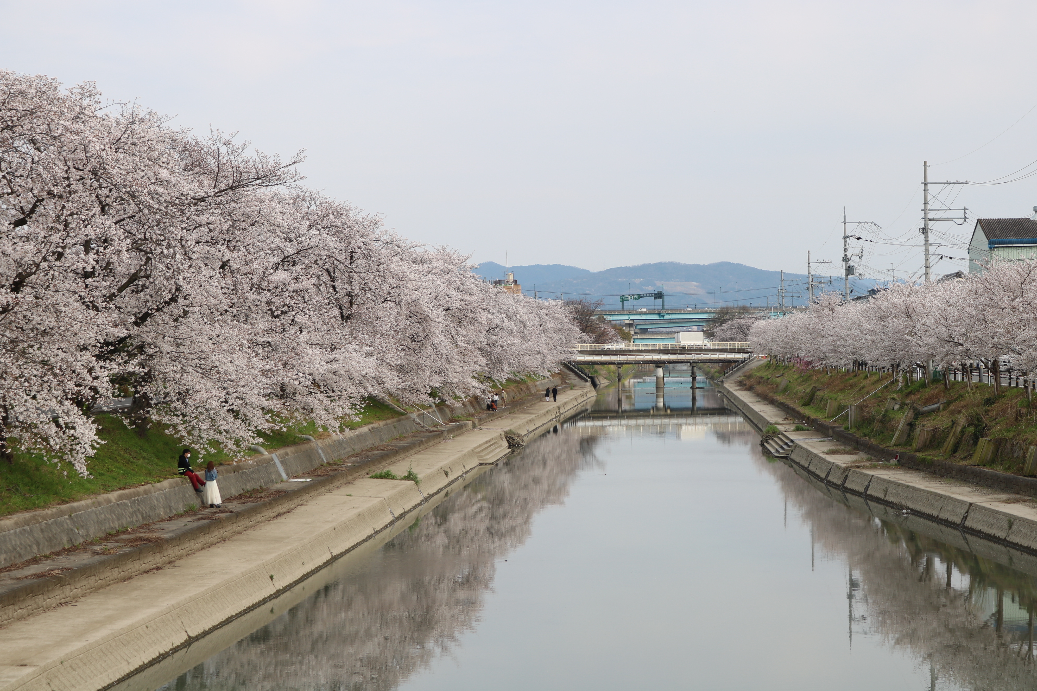 前川堤の桜並木の写真