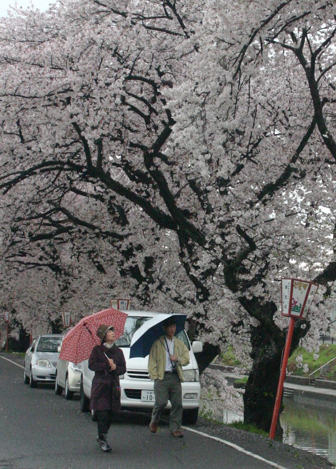 前川堤の桜並木